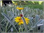 foto Fiori